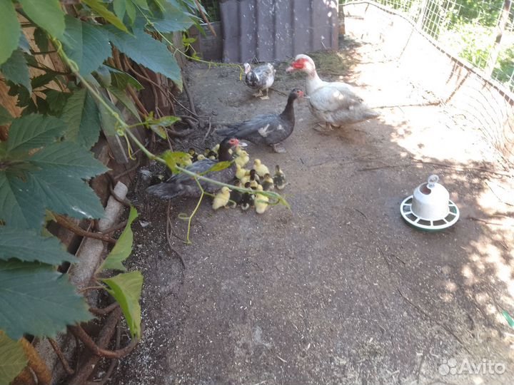 Утка с утятами