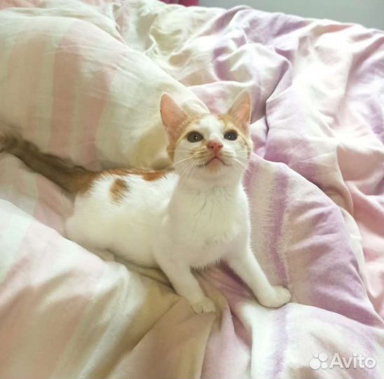 Котёнок Коржик в дар