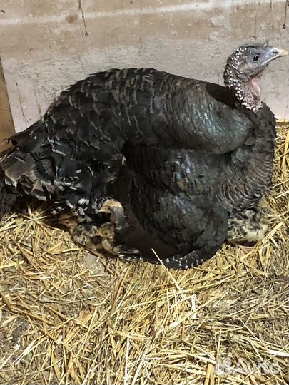 Индюшата домашние