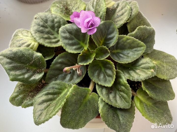 Фиалка сорт Поль Баньян