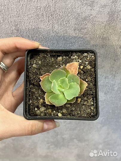 Суккуленты Обновлено