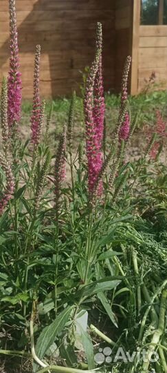 Многолетники