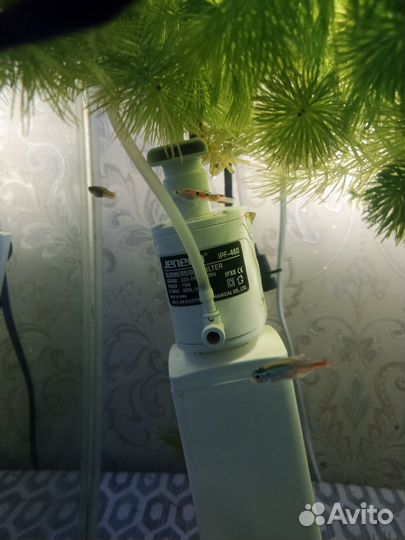 Рыбки гуппи