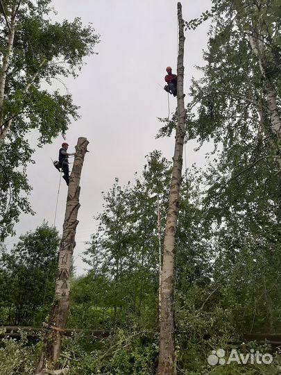 Спил деревьев