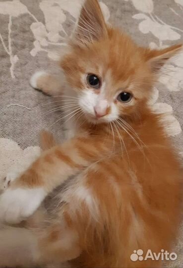 Котёнок мальчик в добрые руки