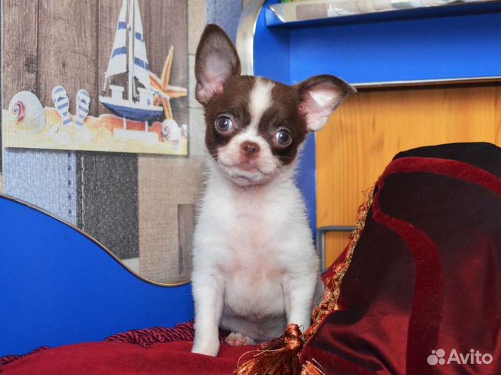 Задорный мальЧишка