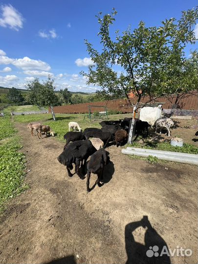 Курдючные бараны овцы