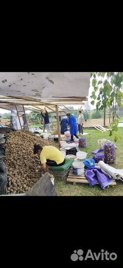 Картофель оптом с грядки