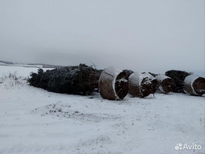 Ель голубая