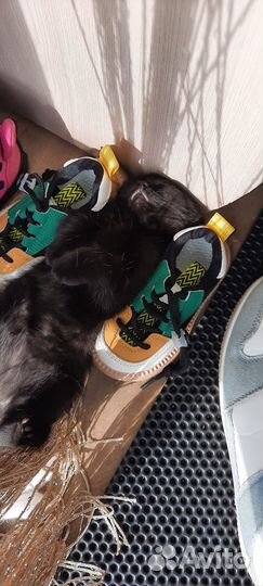 Отдам в добрые руки котёнка(мальчики)кушают всё