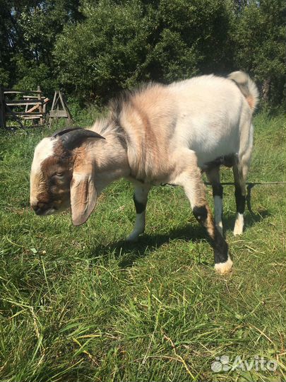 Англо-Нубийский козел