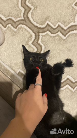 Кошка самая добрая