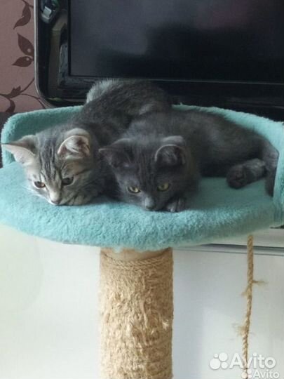 Котики ищут дом