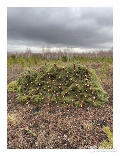 Сосна, ель, пихта, лапник