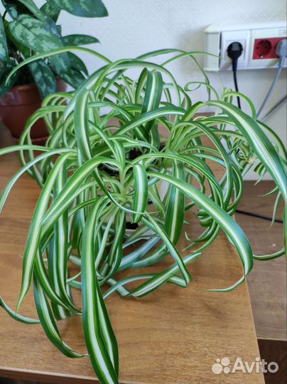 Хлорофитум кудрявый