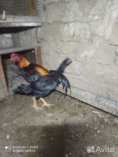 Бойцовая птица