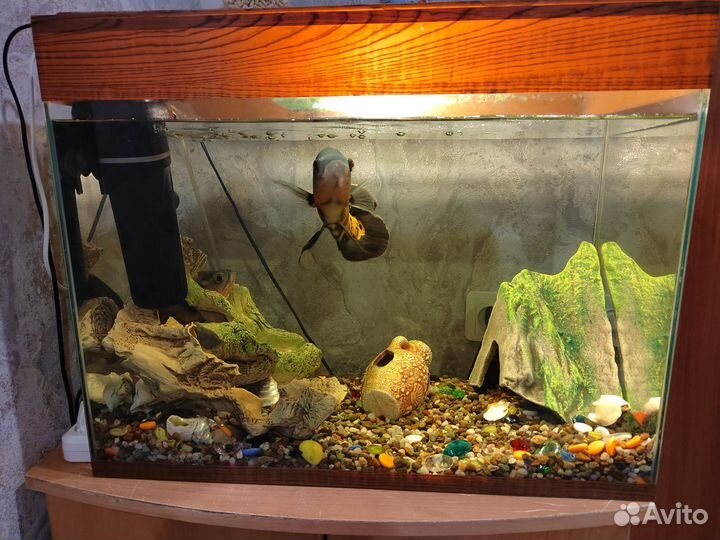 Аквариум с рыбами