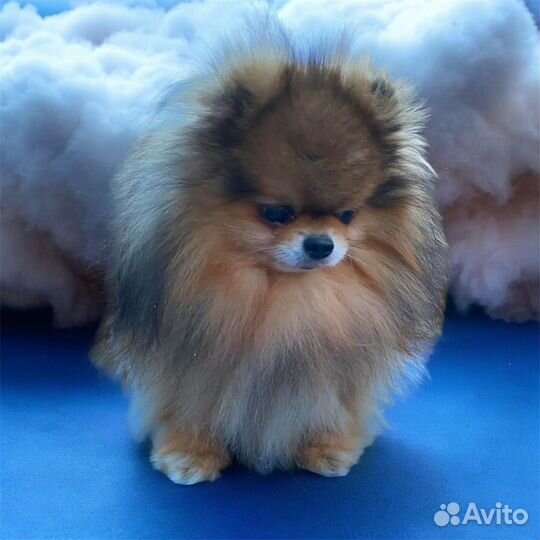 Померанский шпиц цверг вязка