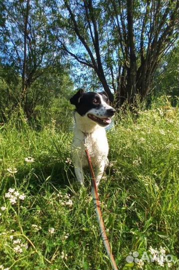 Люся ищет дом