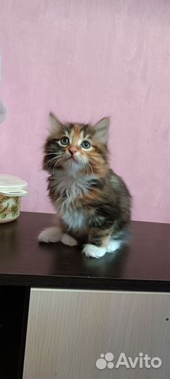 Курильский бобтейл