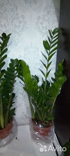 Замиокулькас