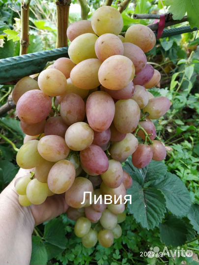 Саженцы винограда