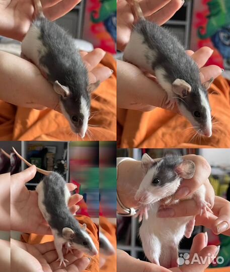 Отдаю Декоративных крысят Элит класса