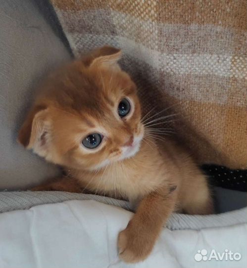 Котик