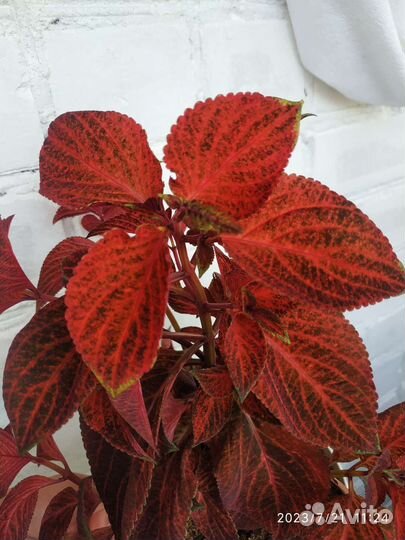 Колеус срезы 2 сорта