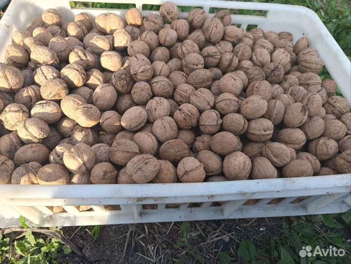 Грецкие орехи