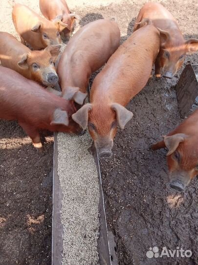 Поросята дюрок