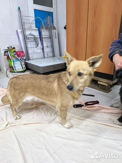 Собака в добрые руки