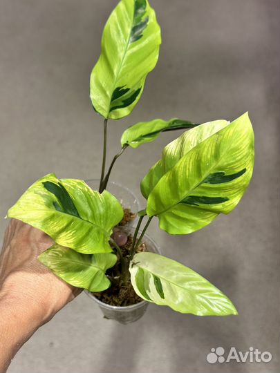 Калатея еллоу fusion