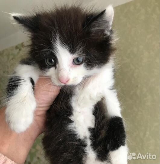 Отдам котенка в добрые руки мальчик
