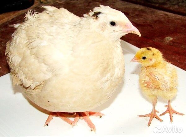 Перепела продажа