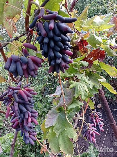 Саженцы и черенки винограда