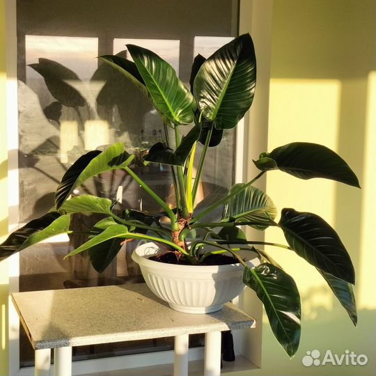 Филодендрон Империал Грин Кинг огромный160см