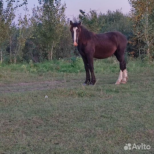 Жеребчикки