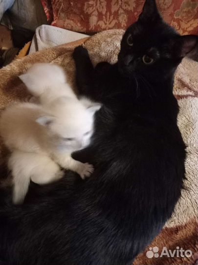 Котята в добрые руки