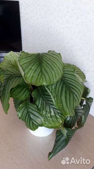 Калатея орбифолия