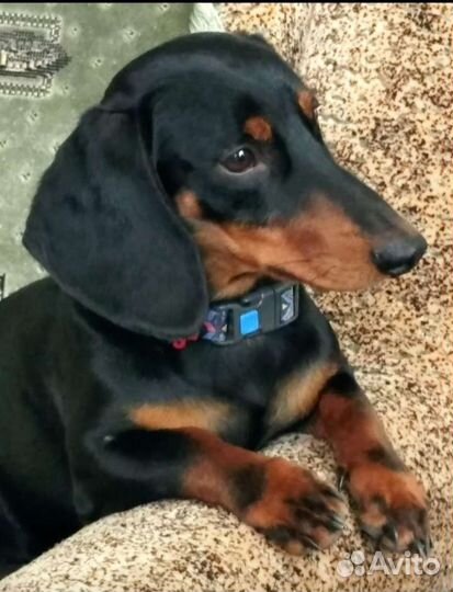 Такса вязка