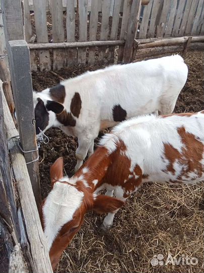 Бычок и тёлочка