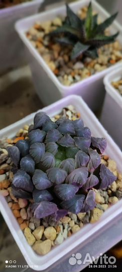 Суккуленты набор