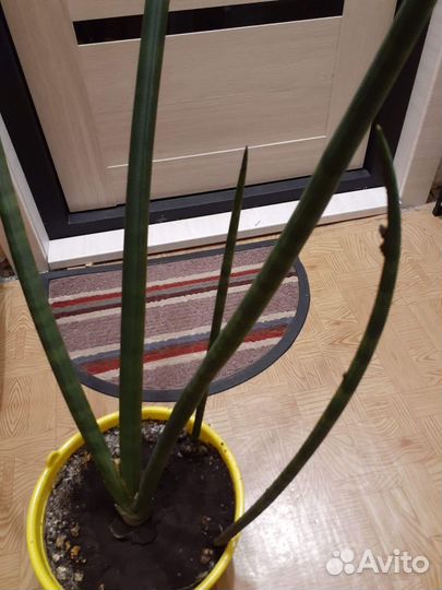 Сансевиерия цилиндрическая