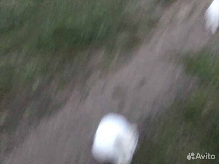 Кошки в добрые руки породистые(Турецкая Ангора)