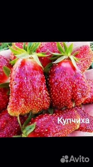 Земклубника Купчиха, Сударушка, Максим