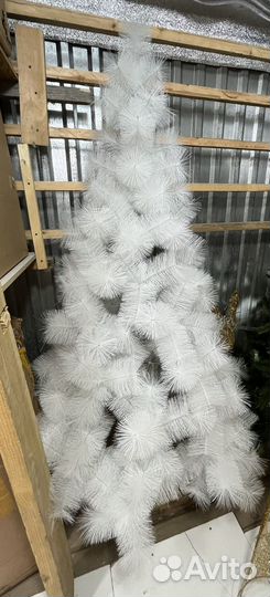 Ель (сосна) белая. Новая