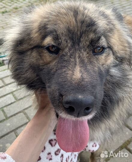 Собака в добрые руки отдам бесплатно