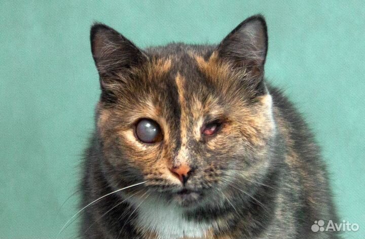 Кошечка Загрейка видит сердцем