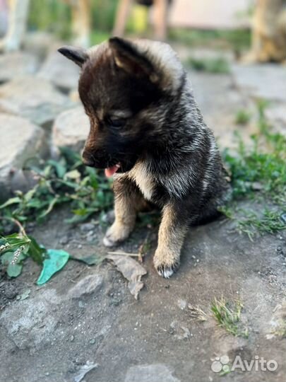 Щенок маленькой собаки в добрые руки мальчик